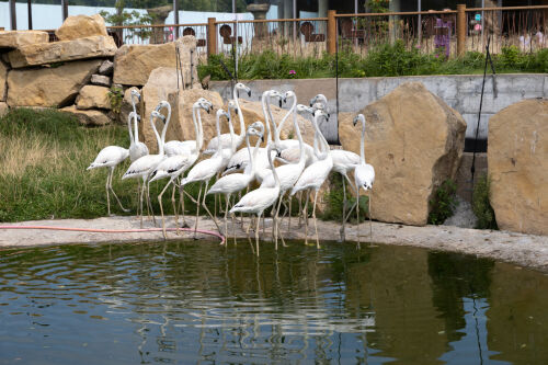 В казанском зоопарке «Река Замбези» поселились фламинго