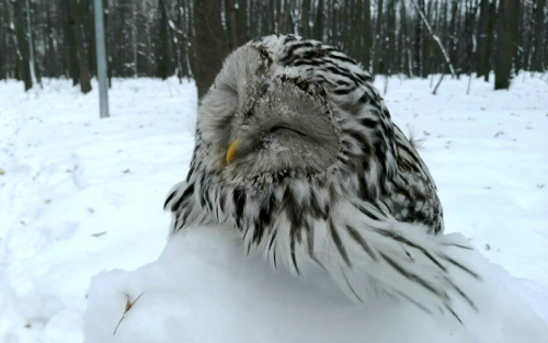 Дроздам сытно, а совам грозит смерть: аномальная зима внесла коррективы в жизнь птиц