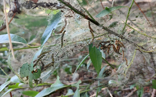 «Мохнатые гнезда выглядят неприятно и устрашающе»: чем грозит нашествие гусениц в Казани