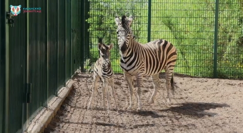 В зоопарке Казани у зебр впервые родился жеребенок