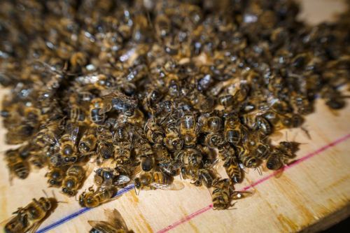 «Причина пока неизвестна»: загадочная гибель пчел в одном из районов Татарстана