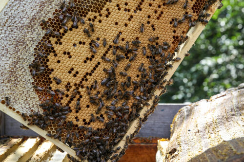 Сократить гибель пчел и улучшить породу: о чем будет программа пчеловодства в Татарстане