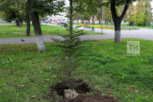 В парке Филармонии посажены деревья от имени музыкантов Курамшина, Хатыпова, Сибгатуллиной,  Балтано