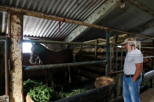 Конюх из Арского района Равил Гайнутдинов воспитывает лошадей тяжеловозов