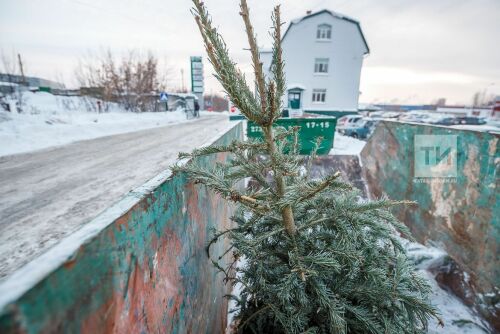 Пункт приёма живых ёлок 