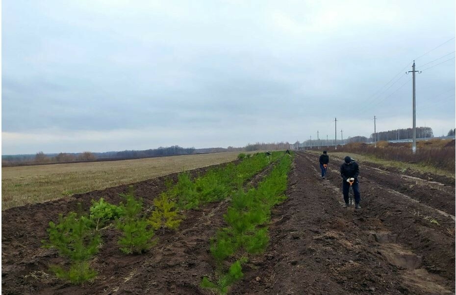 На въезде в Кощаково провели компенсационную посадку деревьев