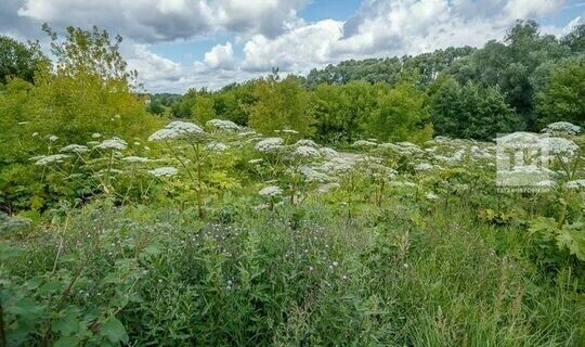 В Пестречинском районе от борщевика Сосновского обработано 70 га территории