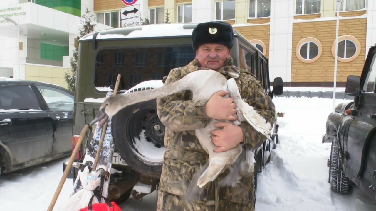 На Пионерском озере в Нижнекамске спасли лебедя со сломанным крылом