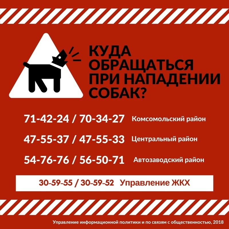 Магдеев поручил чиновникам усилить контроль за «собачьей жизнью» в Набережных Челнах