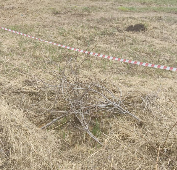 Участок на Альметьевском водохранилище, где утка высиживает птенцов, оградили от работ