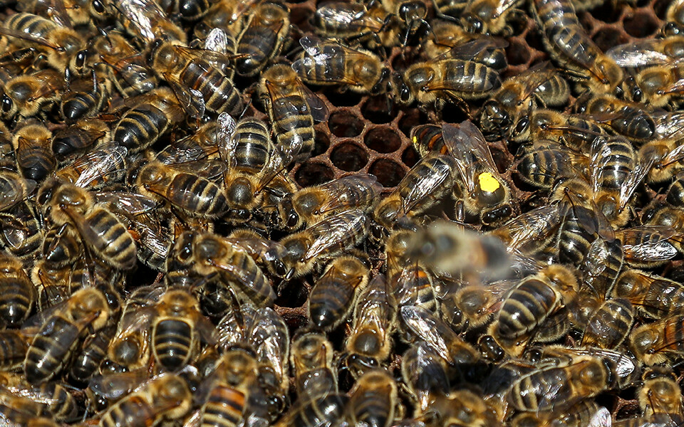 Лимонад из меда и глэмпинги с апидомиками: как в Татарстане будут развивать пчеловодство