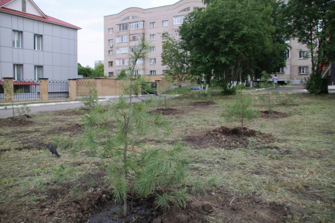 В Менделеевске высадили алтайские кедры