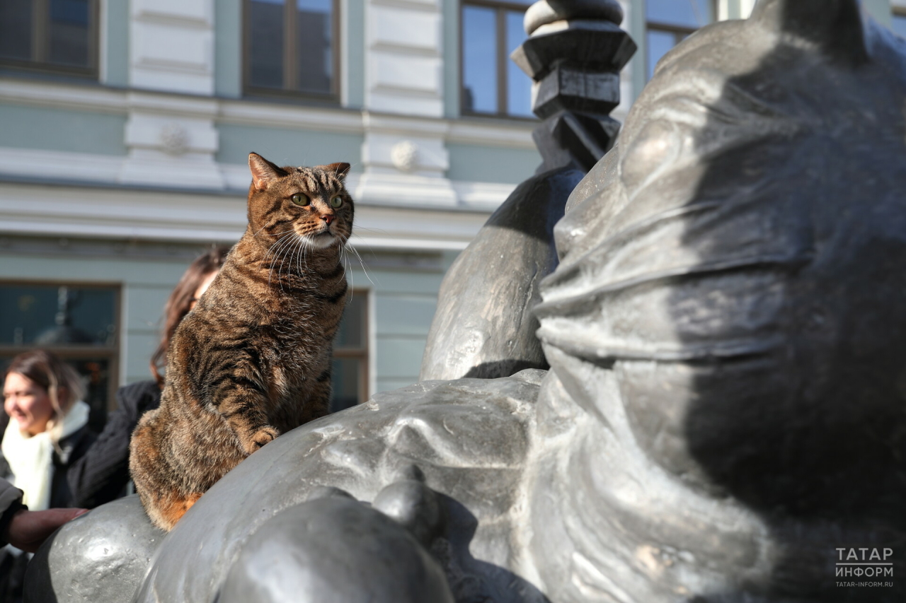 «Судьба Кота казанского»: зарабатываем на бренде, пока городские коты умирают по подвалам