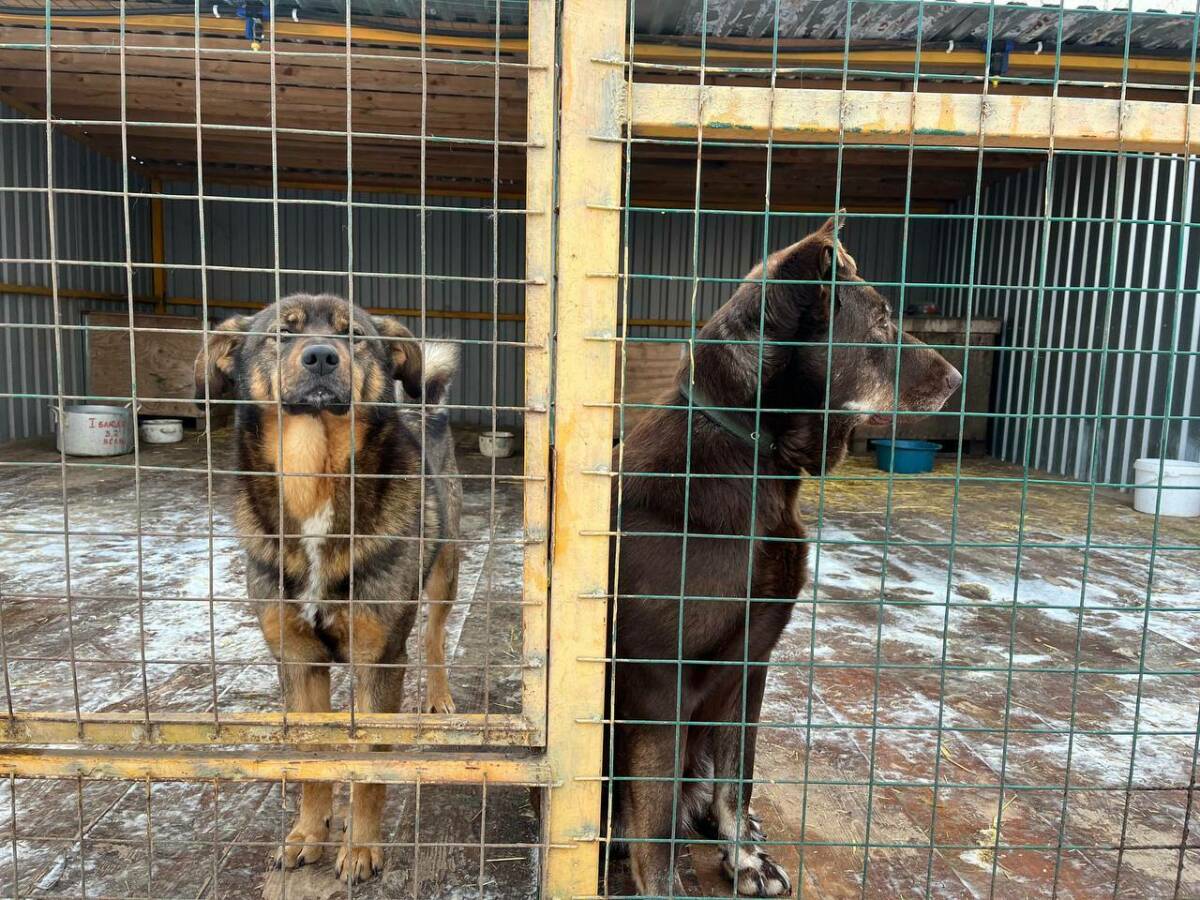 В челнинском приюте для бездомных животных «Азира» утеплили вольеры