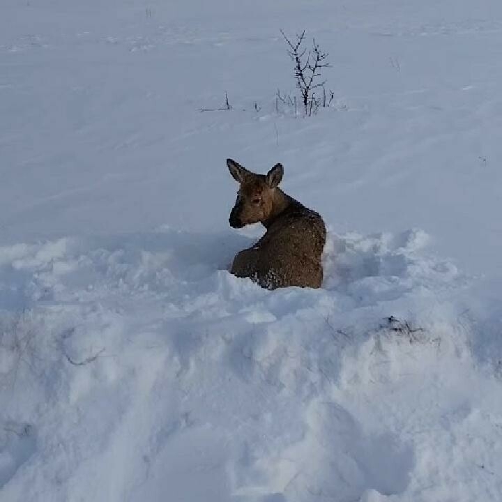 В Бавлинском районе дикая косуля забежала на спортплощадку