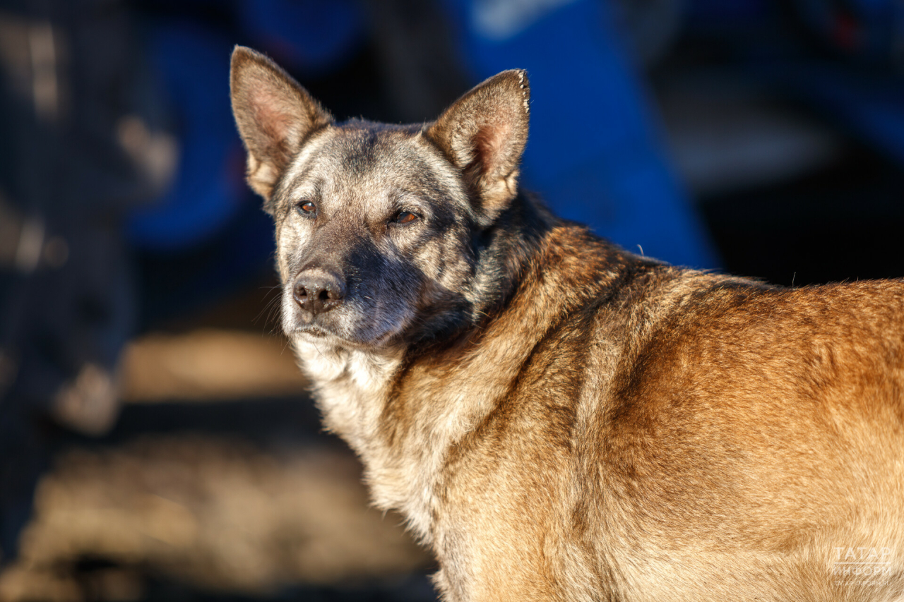 Более 90 собак и кошек из приютов смогут найти хозяев на фестивале WOOF в Казани