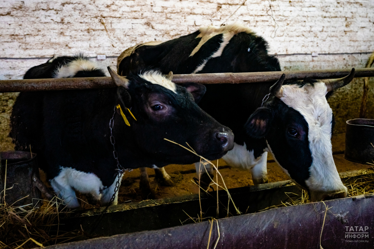 В Татарстане опять сократилось поголовье крупного рогатого скота