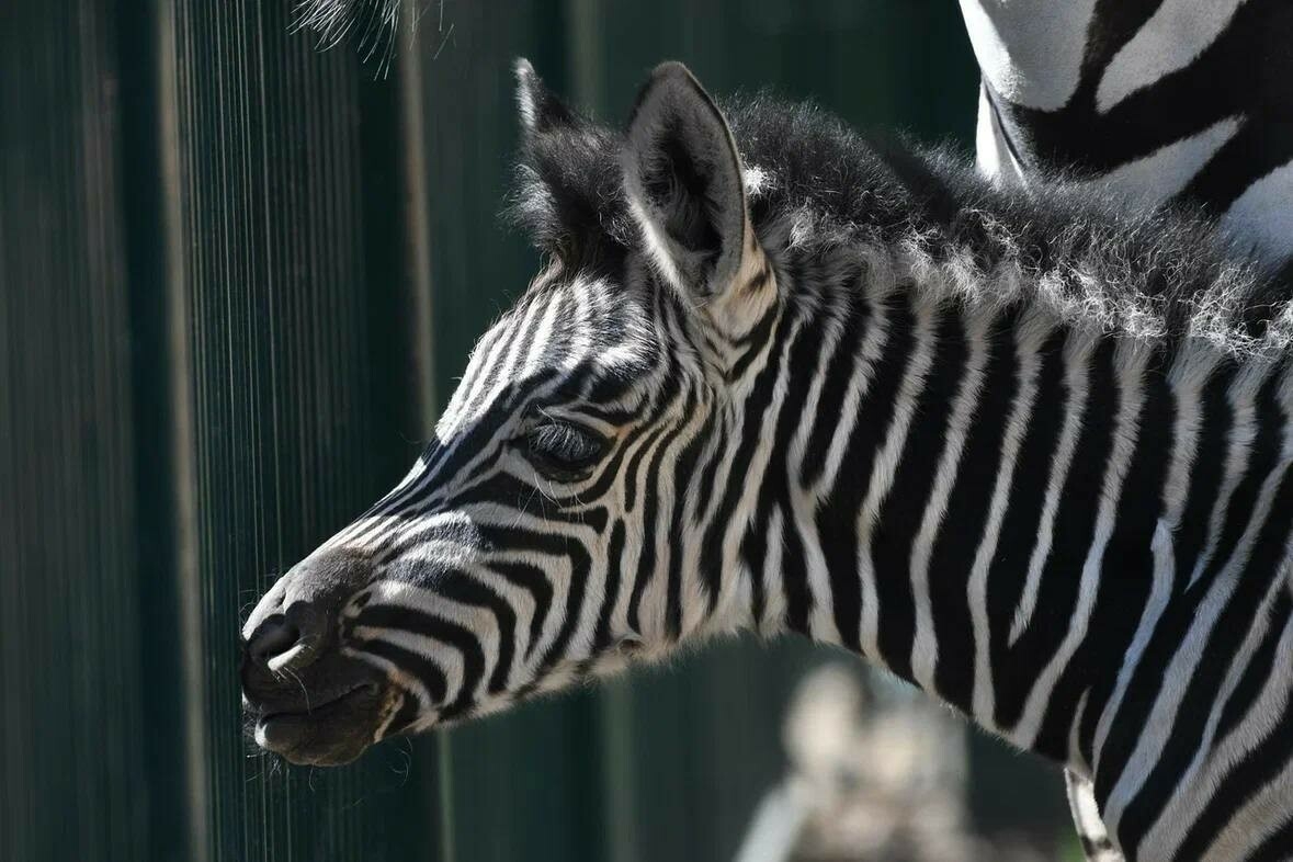 Жителей Казани попросили придумать имя для родившейся в зоопарке зебры