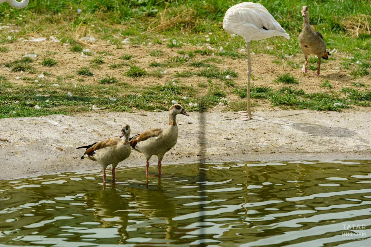 У пары нильских гусей в зоопарке Казани родились детеныши