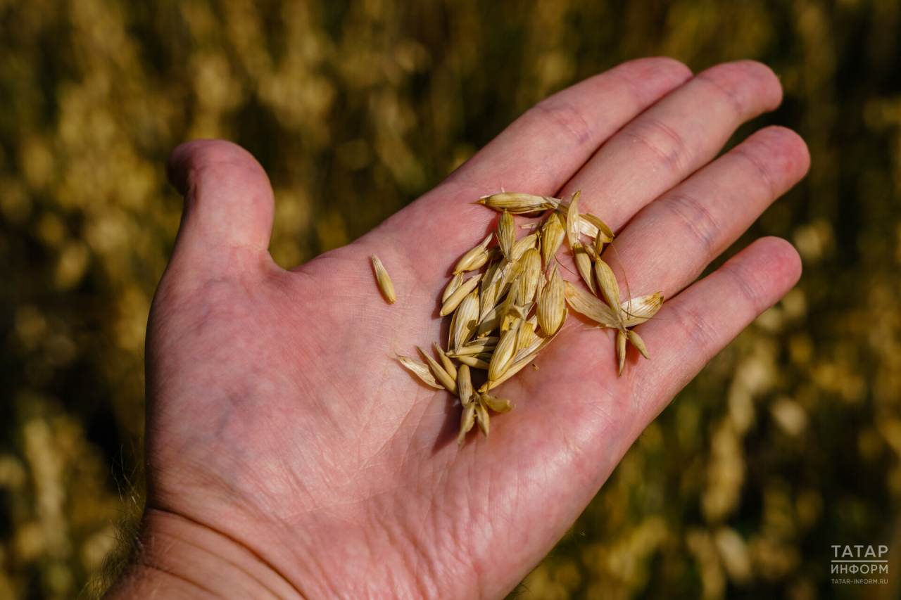 В Татарстане в девяти пробах зерна выявлено несоответствие по объему клейковины