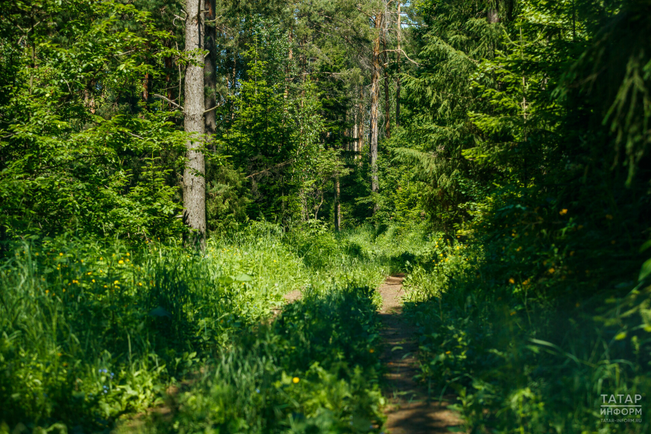 В Татарстане из-за жары ввели запрет на посещение лесов