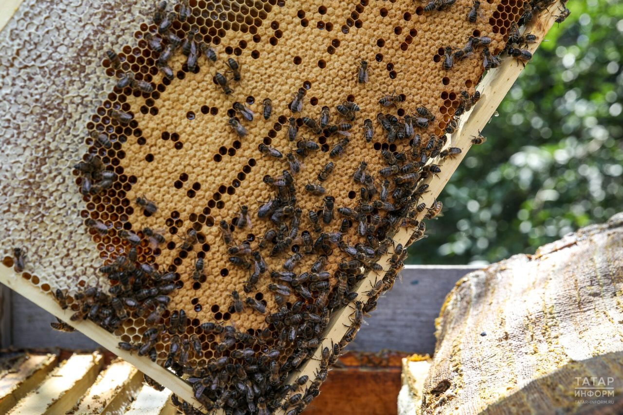 На Татарстан приходится 5% пчелосемей России