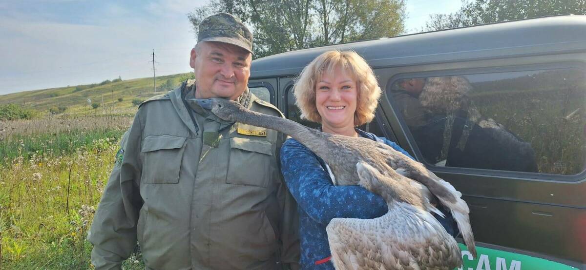 Спасенного в Нижнекамске лебедя Ванюшу выпустили в дикую среду — видео